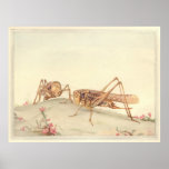 THE WHITE-FACED DECTICUS Insect Book Illustration posters
