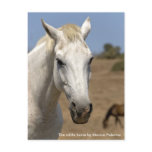 The white horse postcards