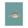 The Wild Pigeon (Ectopistes migratoria) Postcard