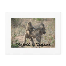 The wilds of Tanzania Postcards