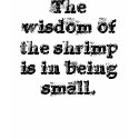 The wisdom of the shrimp is in being small. t-shirts