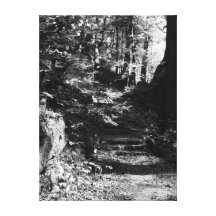 The Wooded Path Gallery Wrapped Canvas