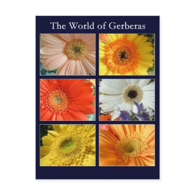 The world of gerberas postcards by madelaide