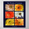 The world of gerberas posters