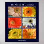 The world of gerberas posters