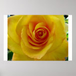 The Yellow Rose posters