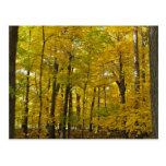 The Yellow Woods Post Cards