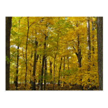 The Yellow Woods Post Cards