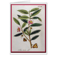 Thea Bohea (Tea Tree), Oskamp's 1796Herbal Cards