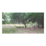 There's a dinosaur in the forest... photo cards