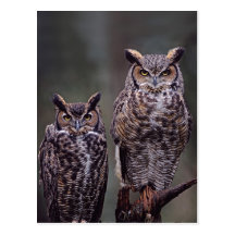 These Great Horned Owls (Bubo virginianus), Post Card