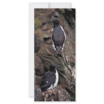 Thick-billed Murres on Hall Island Custom Rack Card