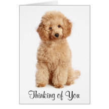 Thinking of You Apricot Poodle Puppy Dog Card