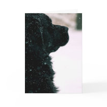Thinking of You ~ Black Newfoundland Cards