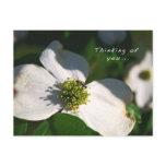 Thinking Of You - Bug on a flower Post Cards