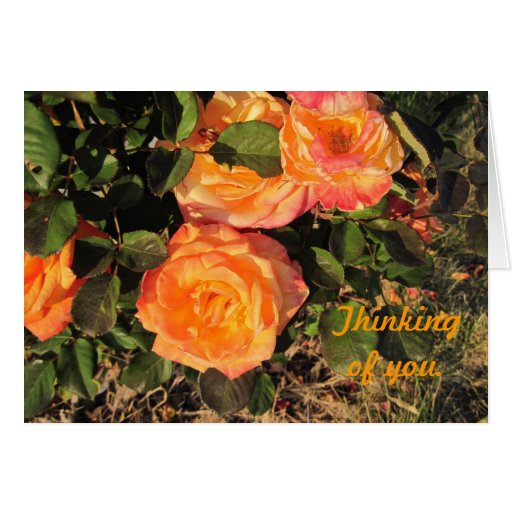 Thinking of You: Coral roses Cards