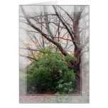 Thinking of you... greeting card