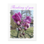 Thinking of you orchid postcard