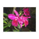 Thinking of You Orchids postcards