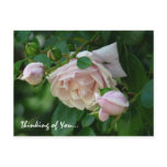 " Thinking of You"-Pink Roses postcards