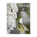 Thinking of You Postcard
