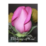 Thinking of You! Postcard