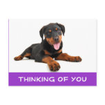 Thinking of You Rottweiler Puppy Dog Postcard