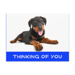 Thinking of You Rottweiler Puppy Dog Postcard