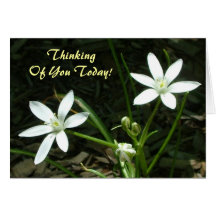 Thinking Of You Today! - Blank Inside Cards