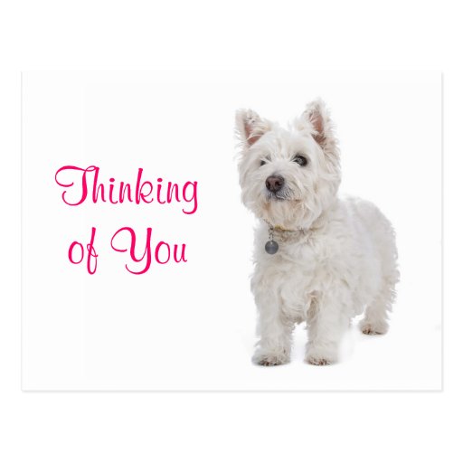 Thinking of You Westie Puppy Dog Greeting Postcard