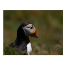 Thinking Puffin Post Card