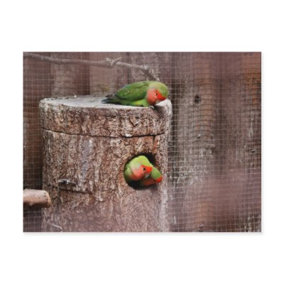 Third Wheel Lovebird Postcard by steph9668