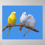 Third Wheel Poster