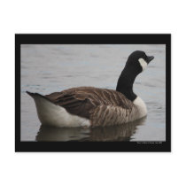 Thirsty Work "Canadian Goose" Postcard