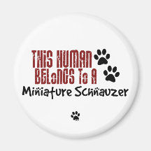This Human Belongs to a Miniature Schnauzer Refrigerator Magnets