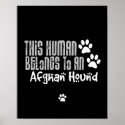 This Human Belongs to an Afghan Hound posters