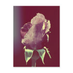 This little rose postcards