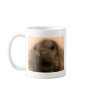 This Seal is so cute and lifelike Coffee Mugs