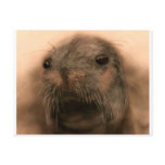This Seal is so cute and lifelike Post Cards