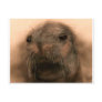 This Seal is so cute and lifelike Post Cards