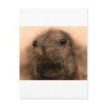 This Seal is so cute and lifelike Post Cards