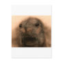 This Seal is so cute and lifelike Post Cards