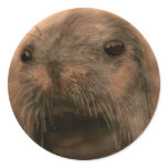 This Seal is so cute and lifelike Stickers