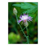 Thistle Greeting Cards