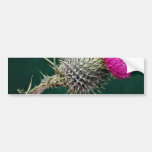 Thistle head  flowers bumper sticker