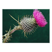 Thistle head  flowers personalized invitations