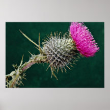 Thistle head  flowers poster