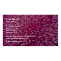 Thistle head, macro  flowers business card template