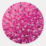 Thistle head, macro  flowers round stickers