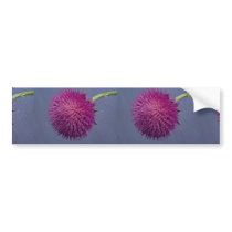 Thistle in bloom bumper sticker